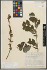 Foto von Salix starkeana Willd.